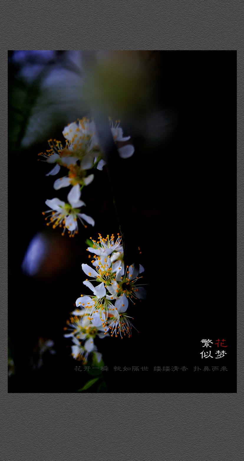 繁花似梦507 / 作者:195 / 帖子ID:12080