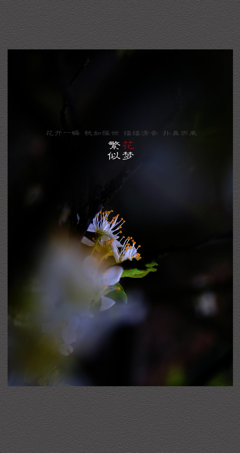 繁花似梦399 / 作者:195 / 帖子ID:12080