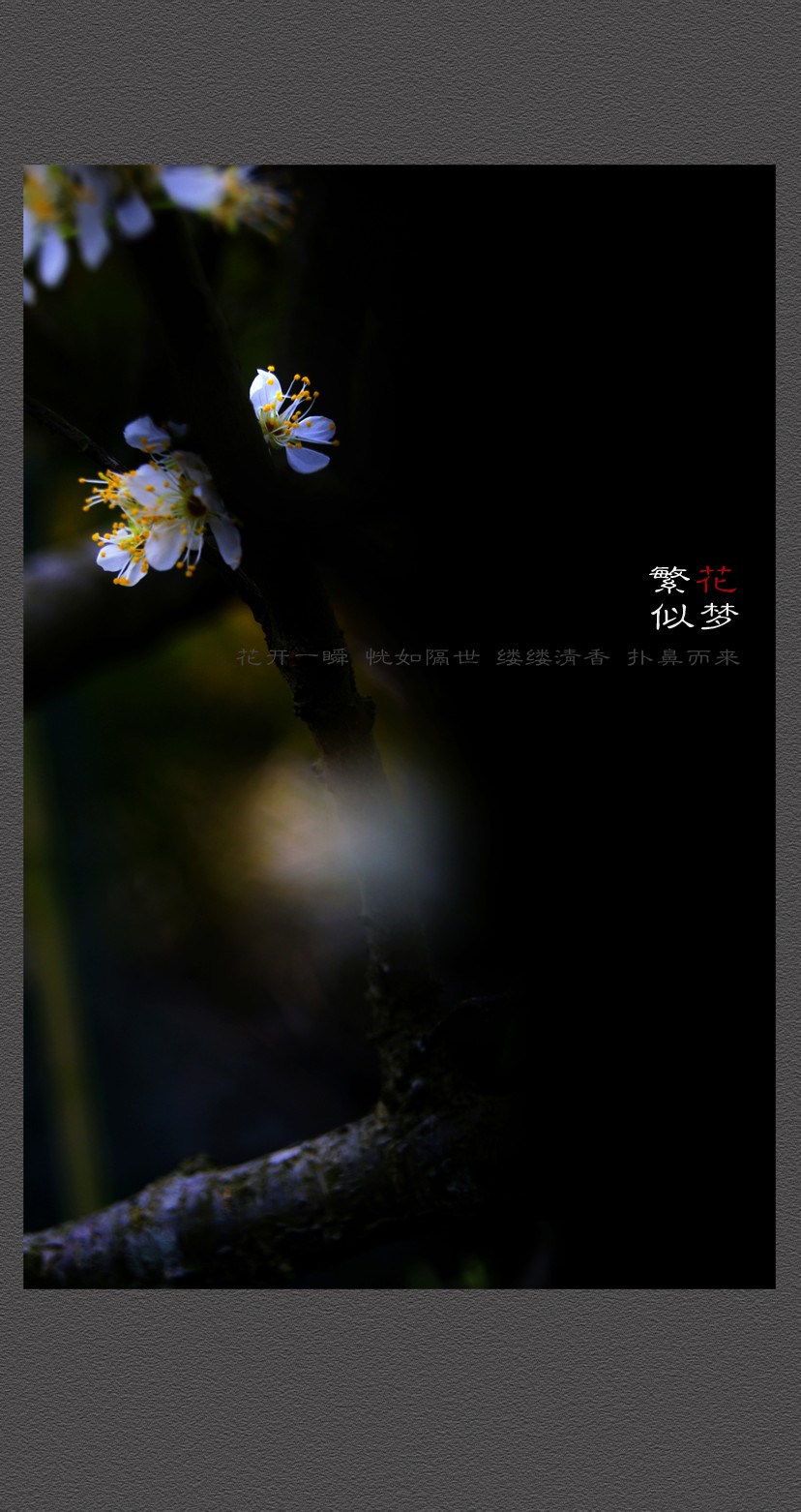 繁花似梦584 / 作者:195 / 帖子ID:12080