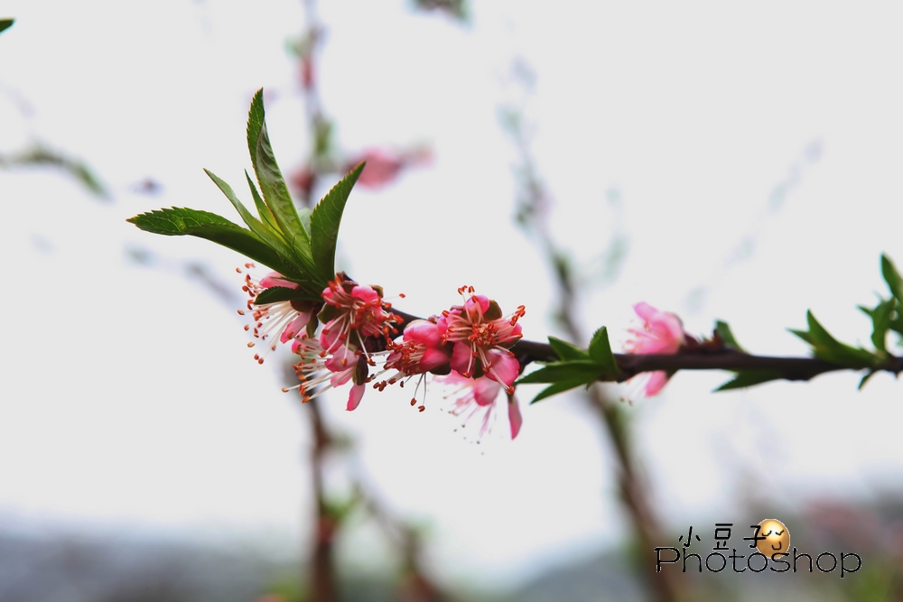 大岭山杂图933 / 作者:小豆子 / 帖子ID:12083