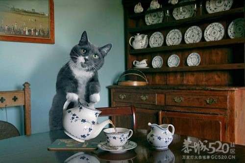 先生，来杯下午茶吗？539 / 作者:请叫我宅男先生 / 帖子ID:12133