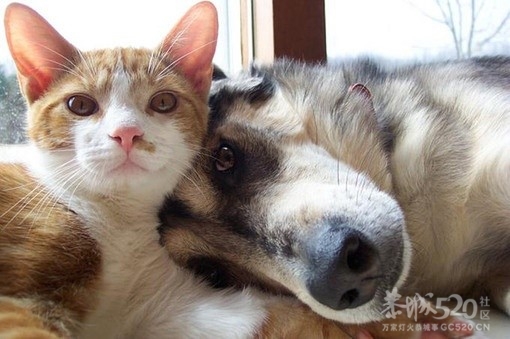 秀恩爱，死得快···哈哈·741 / 作者:请叫我宅男先生 / 帖子ID:12159