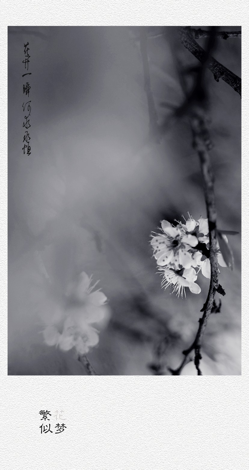 繁花似梦（二）472 / 作者:195 / 帖子ID:12182