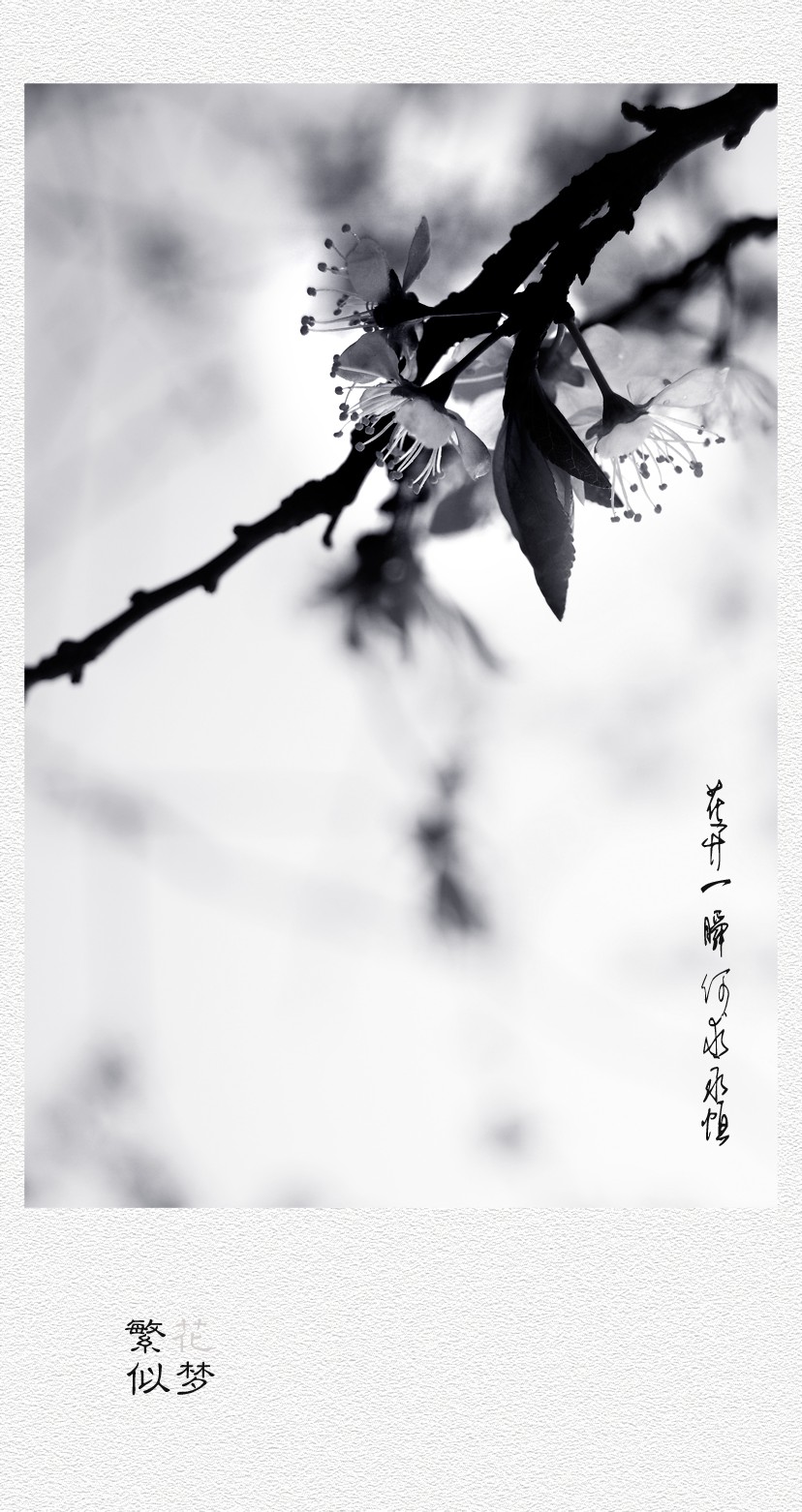 繁花似梦（二）860 / 作者:195 / 帖子ID:12182