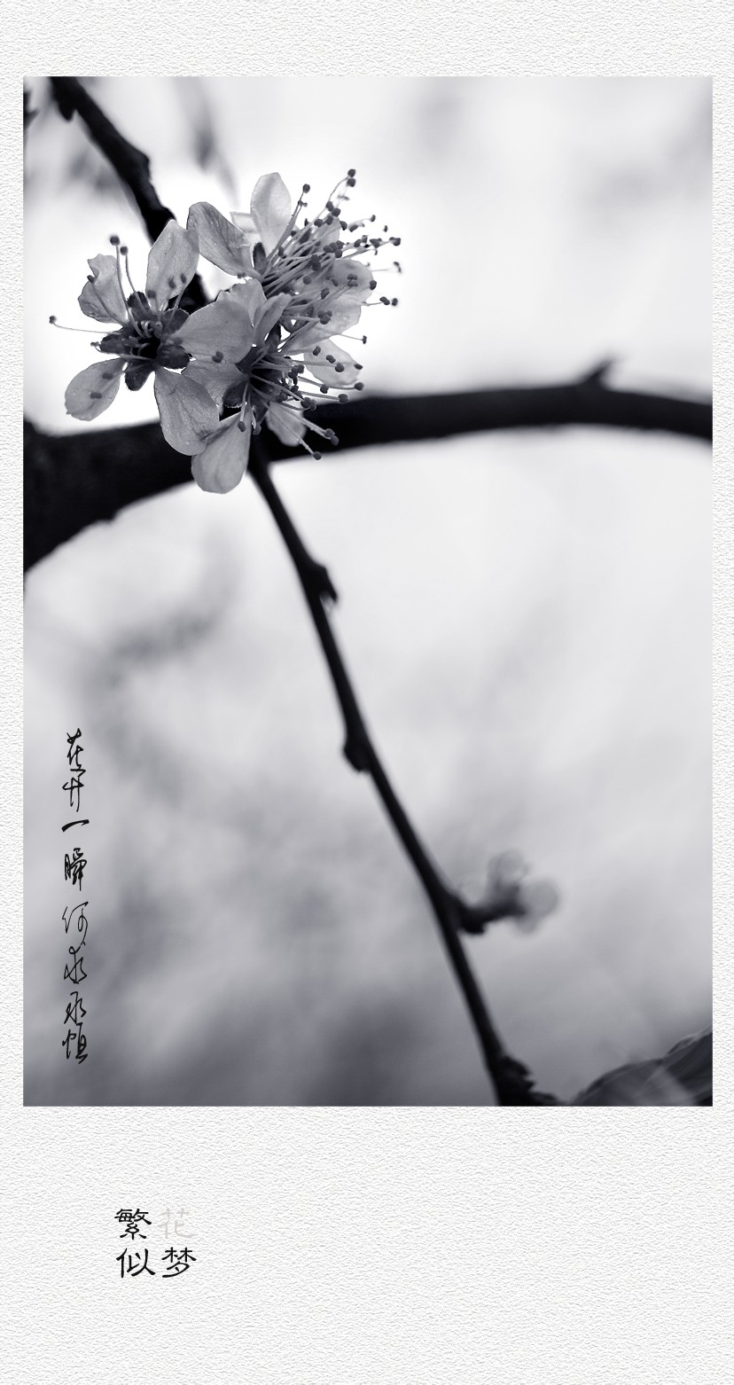 繁花似梦（二）657 / 作者:195 / 帖子ID:12182