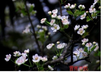 桃花源记660 / 作者:大鸟 / 帖子ID:12184