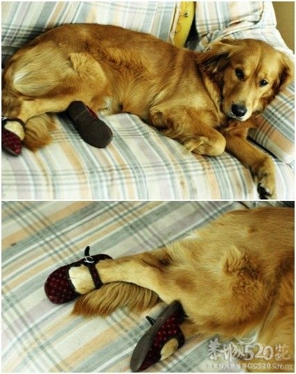 好有爱的主人啊47 / 作者:恭城舜能润滑油 / 帖子ID:12214