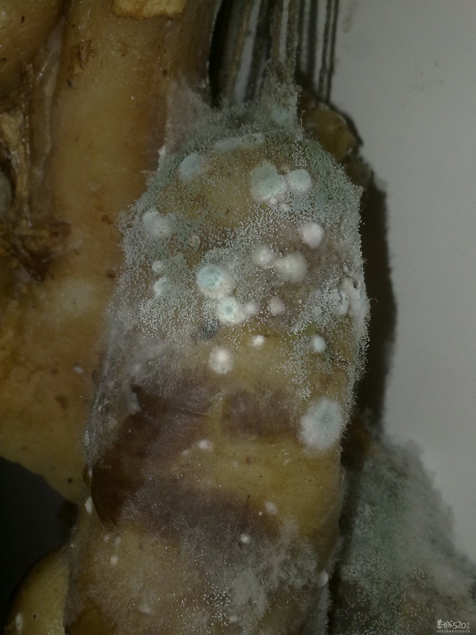 这个掉本哦，回克几天，腊肉风肠全发霉了。。131 / 作者:只为一点点 / 帖子ID:12216