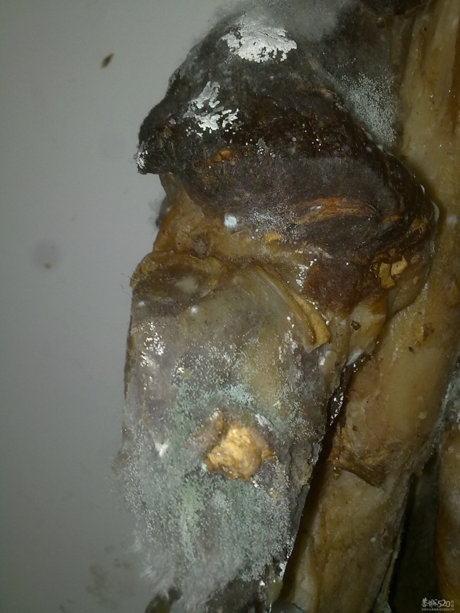 这个掉本哦，回克几天，腊肉风肠全发霉了。。292 / 作者:只为一点点 / 帖子ID:12216