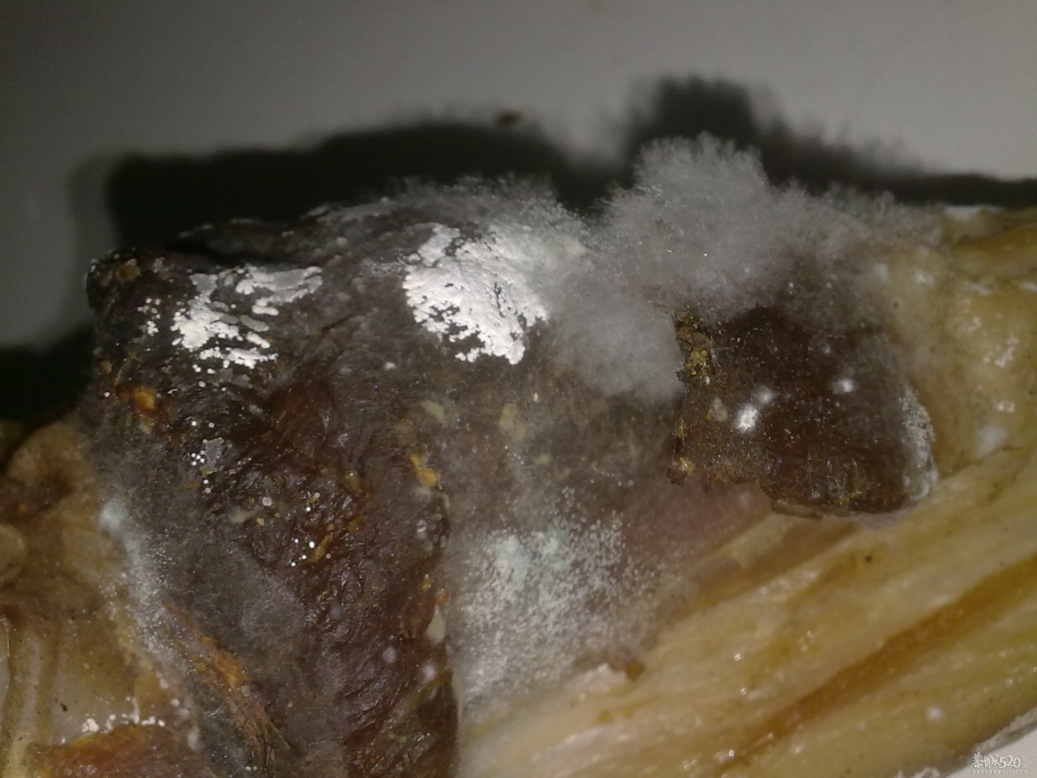 这个掉本哦，回克几天，腊肉风肠全发霉了。。631 / 作者:只为一点点 / 帖子ID:12216