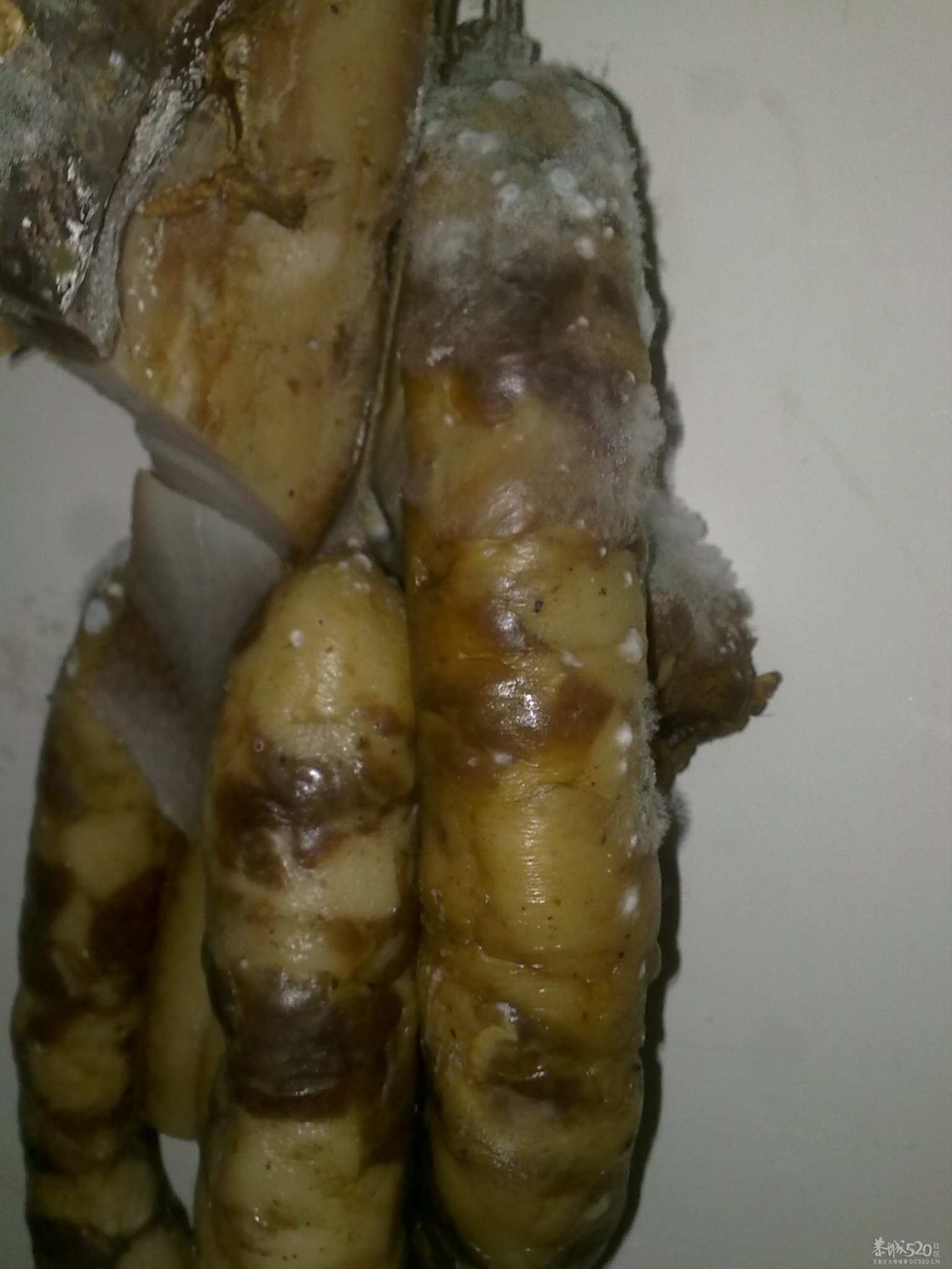 这个掉本哦，回克几天，腊肉风肠全发霉了。。969 / 作者:只为一点点 / 帖子ID:12216