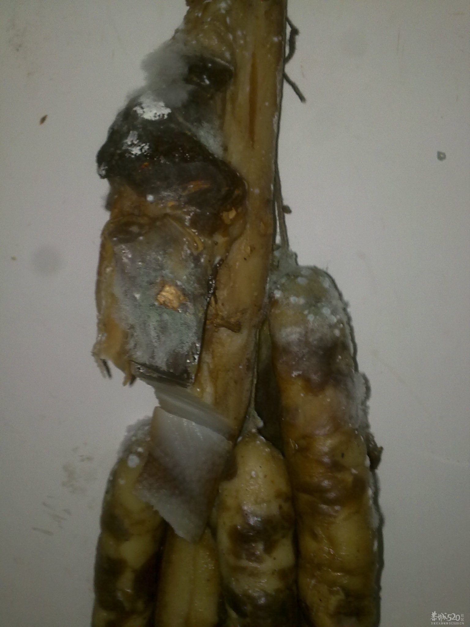 这个掉本哦，回克几天，腊肉风肠全发霉了。。905 / 作者:只为一点点 / 帖子ID:12216