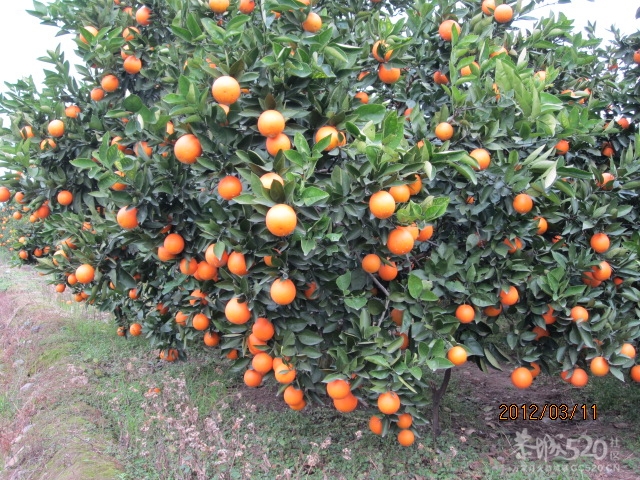 有耕耘才有收获901 / 作者:桂鱼 / 帖子ID:12276