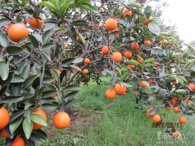 有耕耘才有收获651 / 作者:桂鱼 / 帖子ID:12276