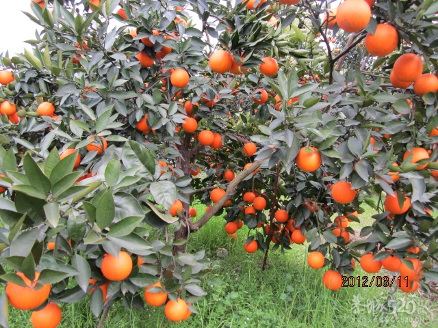 有耕耘才有收获29 / 作者:桂鱼 / 帖子ID:12276