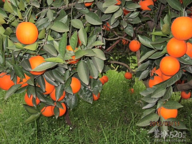 有耕耘才有收获302 / 作者:桂鱼 / 帖子ID:12276