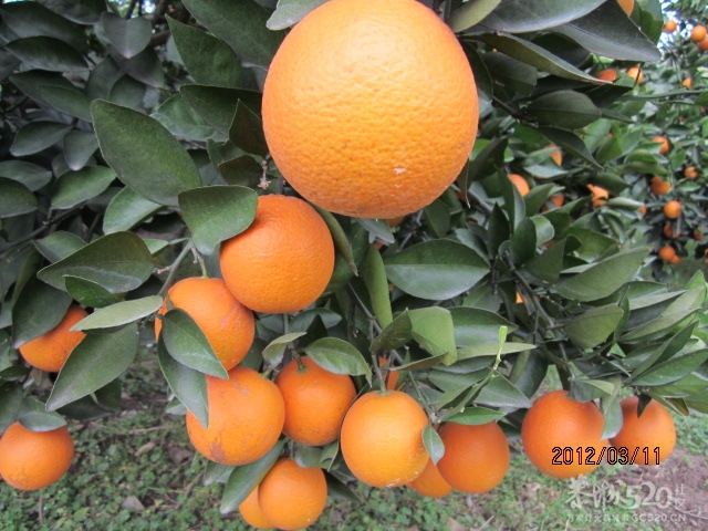 有耕耘才有收获505 / 作者:桂鱼 / 帖子ID:12276