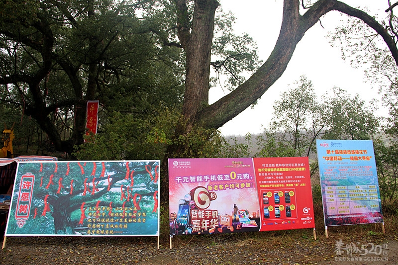 座倒家里看花山366 / 作者:柚子壳※ / 帖子ID:12293