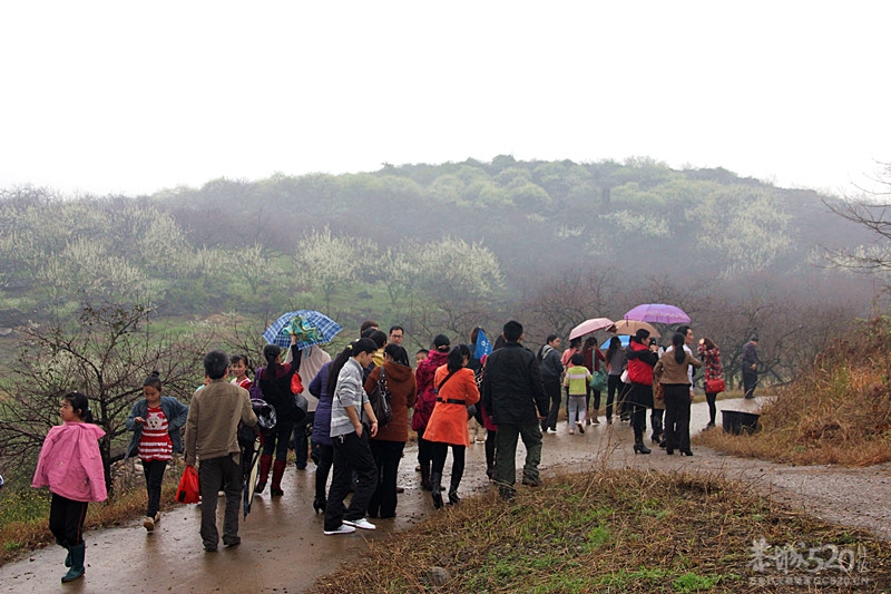 座倒家里看花山222 / 作者:柚子壳※ / 帖子ID:12293
