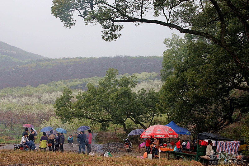 座倒家里看花山814 / 作者:柚子壳※ / 帖子ID:12293