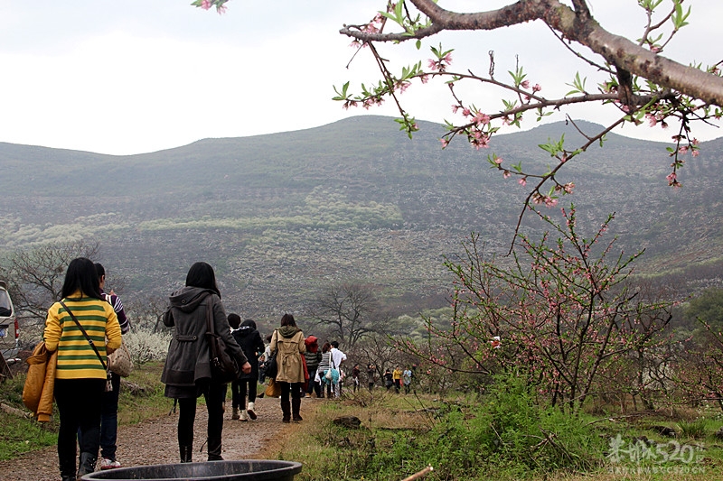 座倒家里看花山894 / 作者:柚子壳※ / 帖子ID:12293