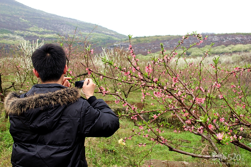 座倒家里看花山917 / 作者:柚子壳※ / 帖子ID:12293