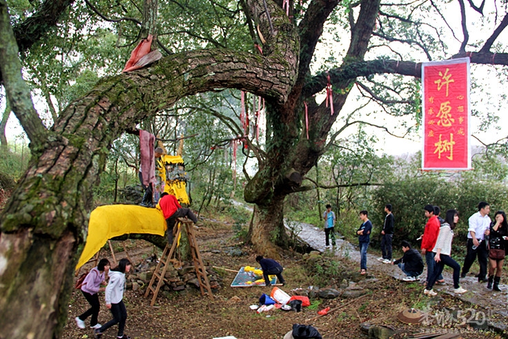 座倒家里看花山734 / 作者:柚子壳※ / 帖子ID:12293