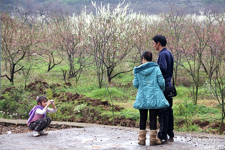 座倒家里看花山943 / 作者:柚子壳※ / 帖子ID:12293