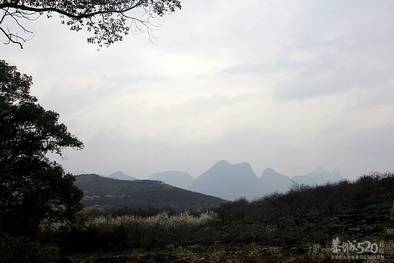 座倒家里看花山26 / 作者:柚子壳※ / 帖子ID:12293