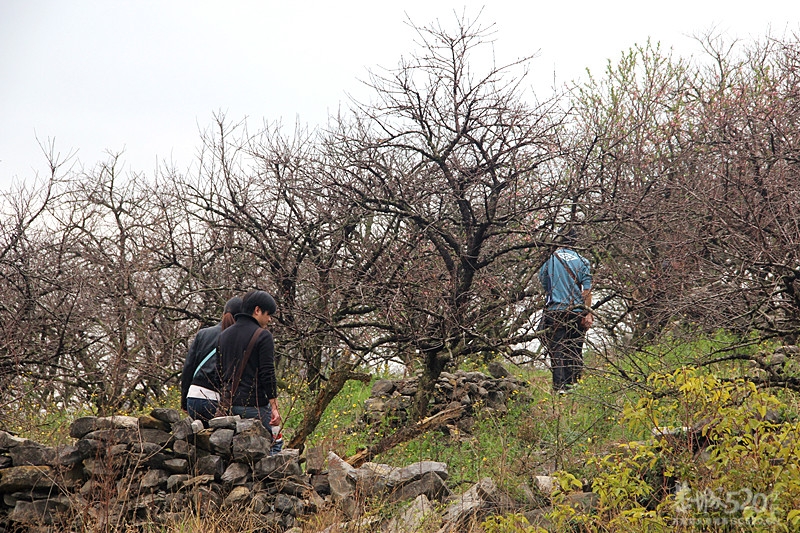 座倒家里看花山79 / 作者:柚子壳※ / 帖子ID:12293