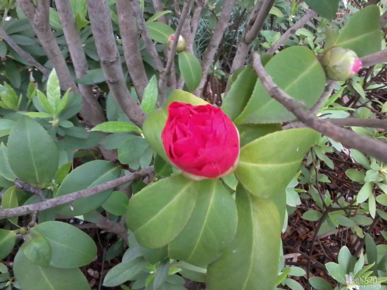 我们小区里的大户人家474 / 作者:大叔快乐 / 帖子ID:12336