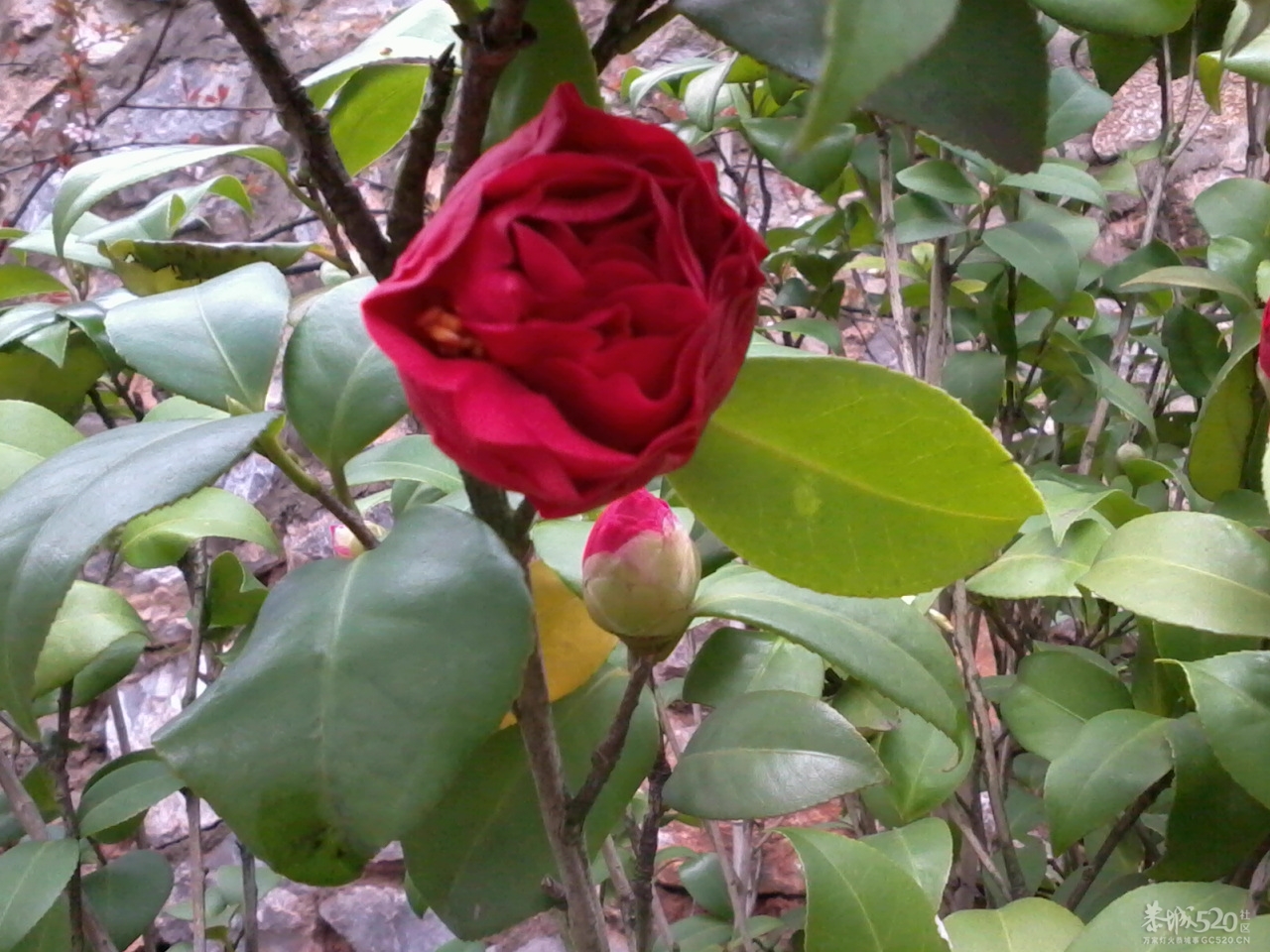 我们小区里的大户人家318 / 作者:大叔快乐 / 帖子ID:12336