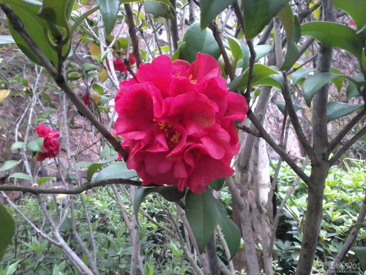 我们小区里的大户人家452 / 作者:大叔快乐 / 帖子ID:12336