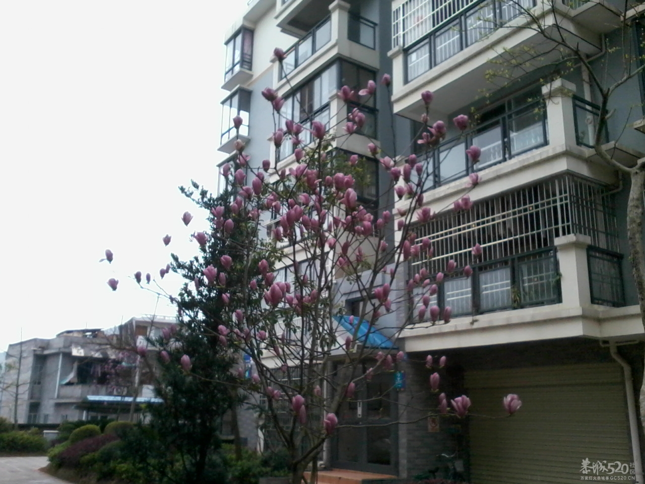 我们小区里的大户人家870 / 作者:大叔快乐 / 帖子ID:12336