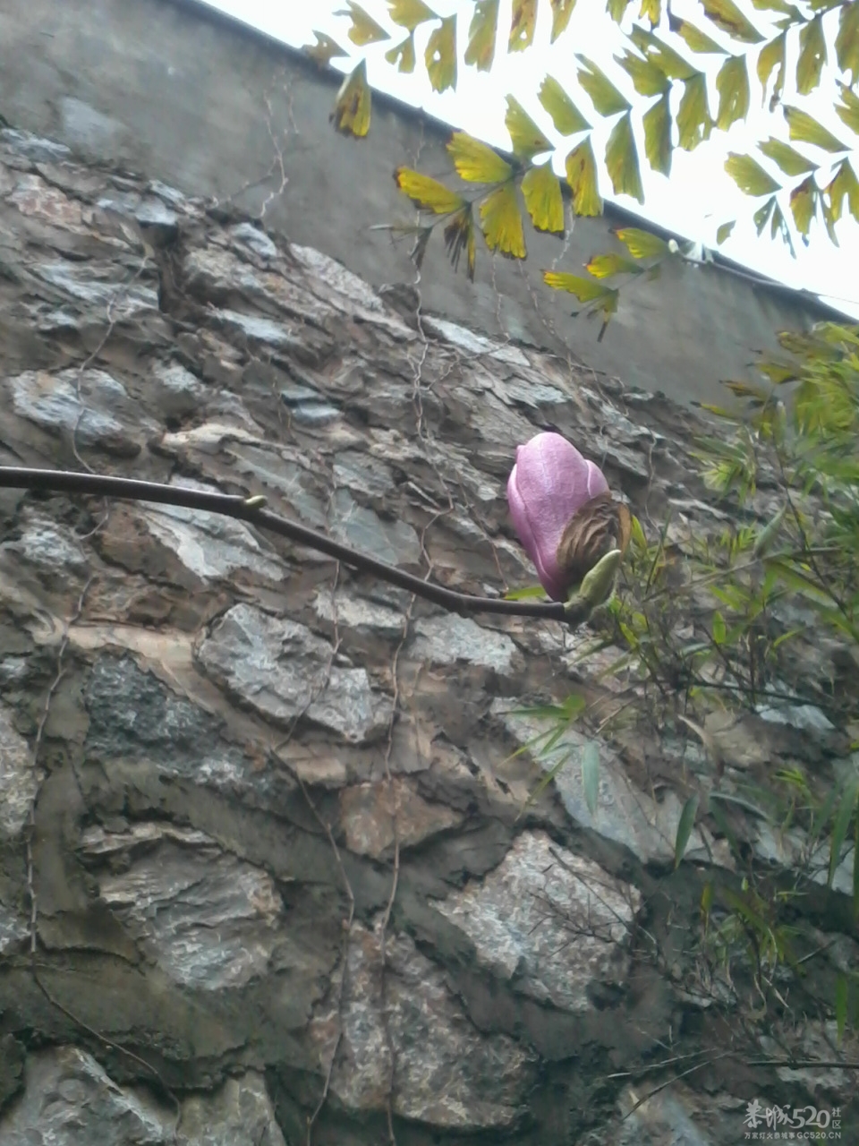 我们小区里的大户人家701 / 作者:大叔快乐 / 帖子ID:12336