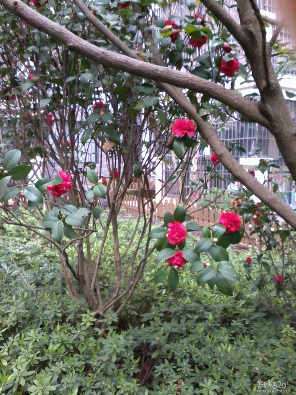 我们小区里的大户人家543 / 作者:大叔快乐 / 帖子ID:12336