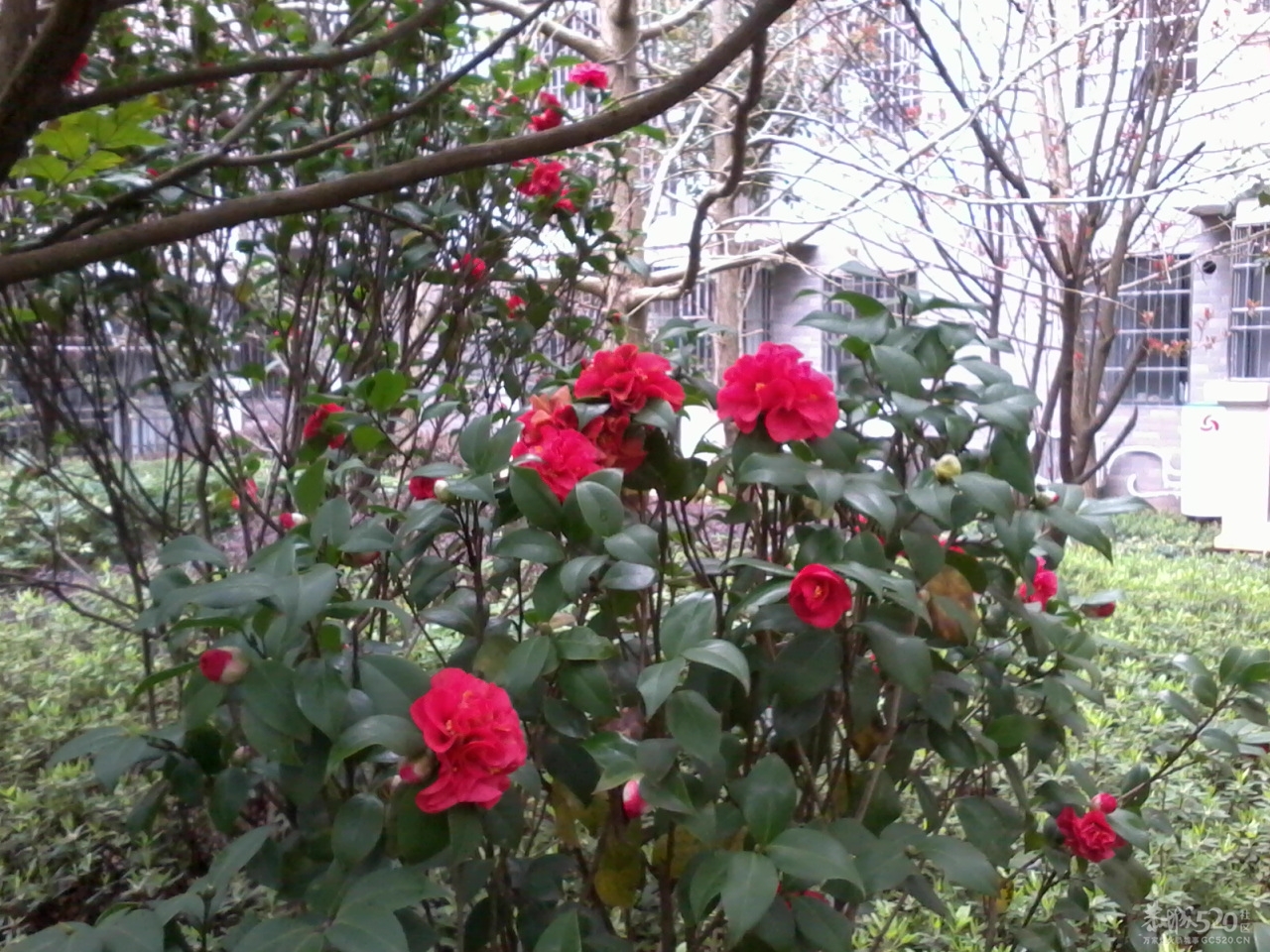 我们小区里的大户人家74 / 作者:大叔快乐 / 帖子ID:12336