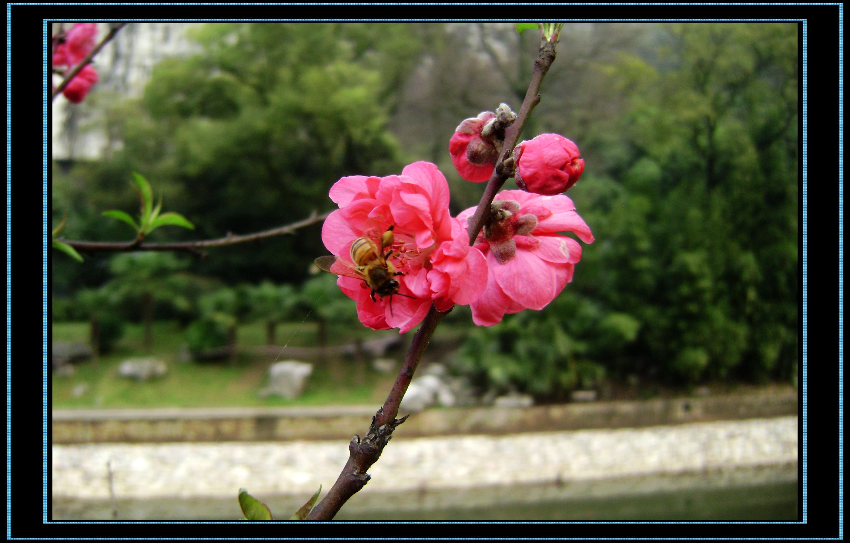 春暖花开359 / 作者:排散 / 帖子ID:12350