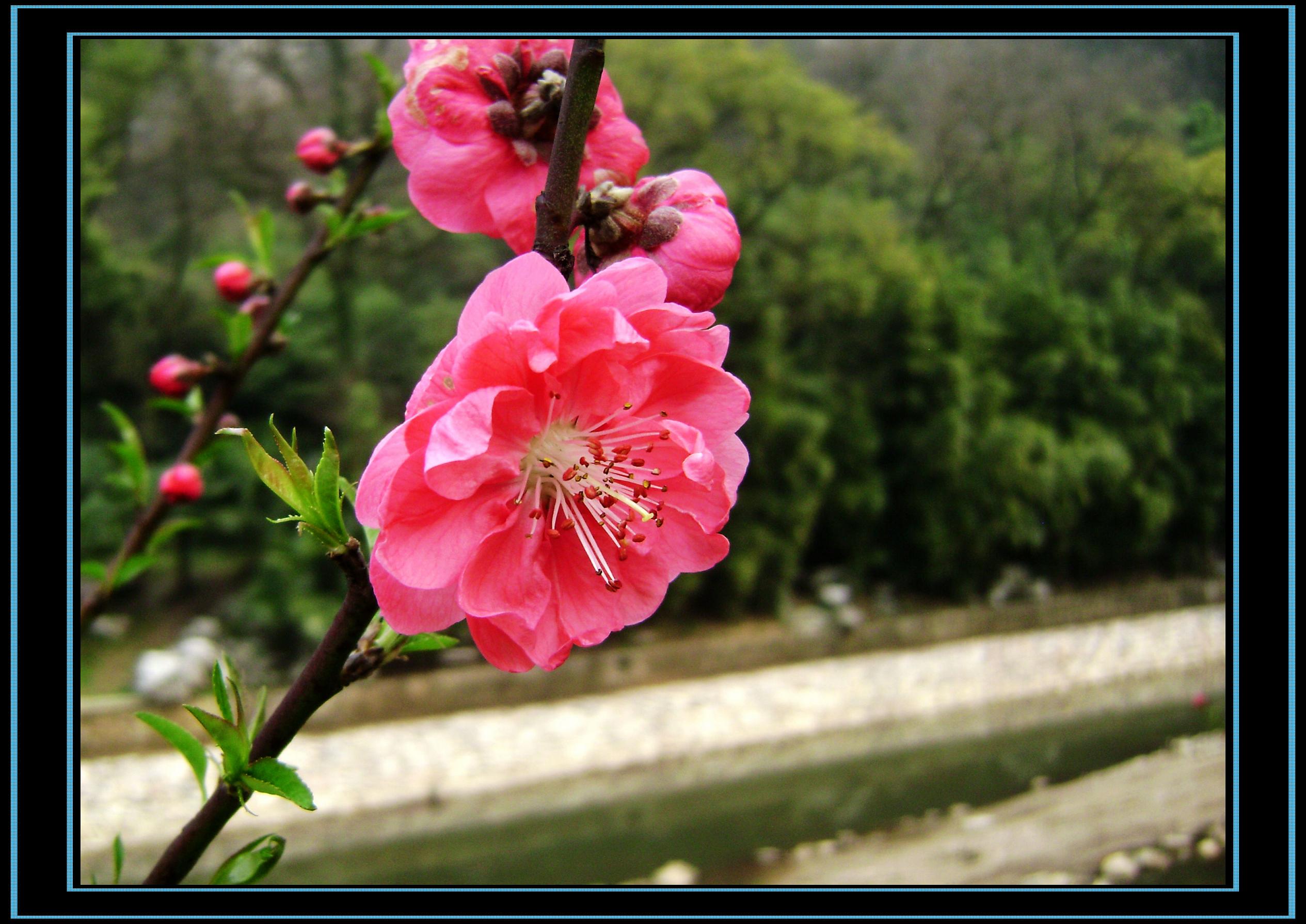 春暖花开933 / 作者:排散 / 帖子ID:12350