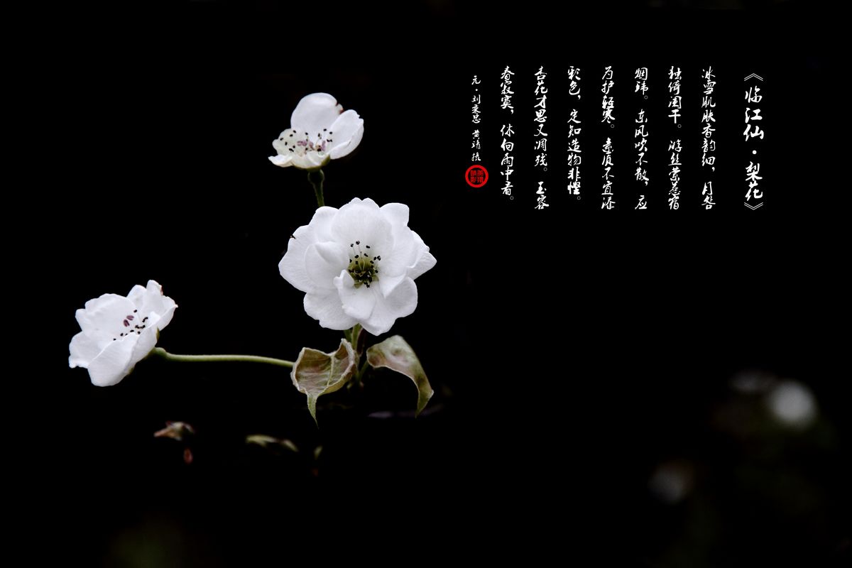 一树梨花354 / 作者:火蓝 / 帖子ID:12380