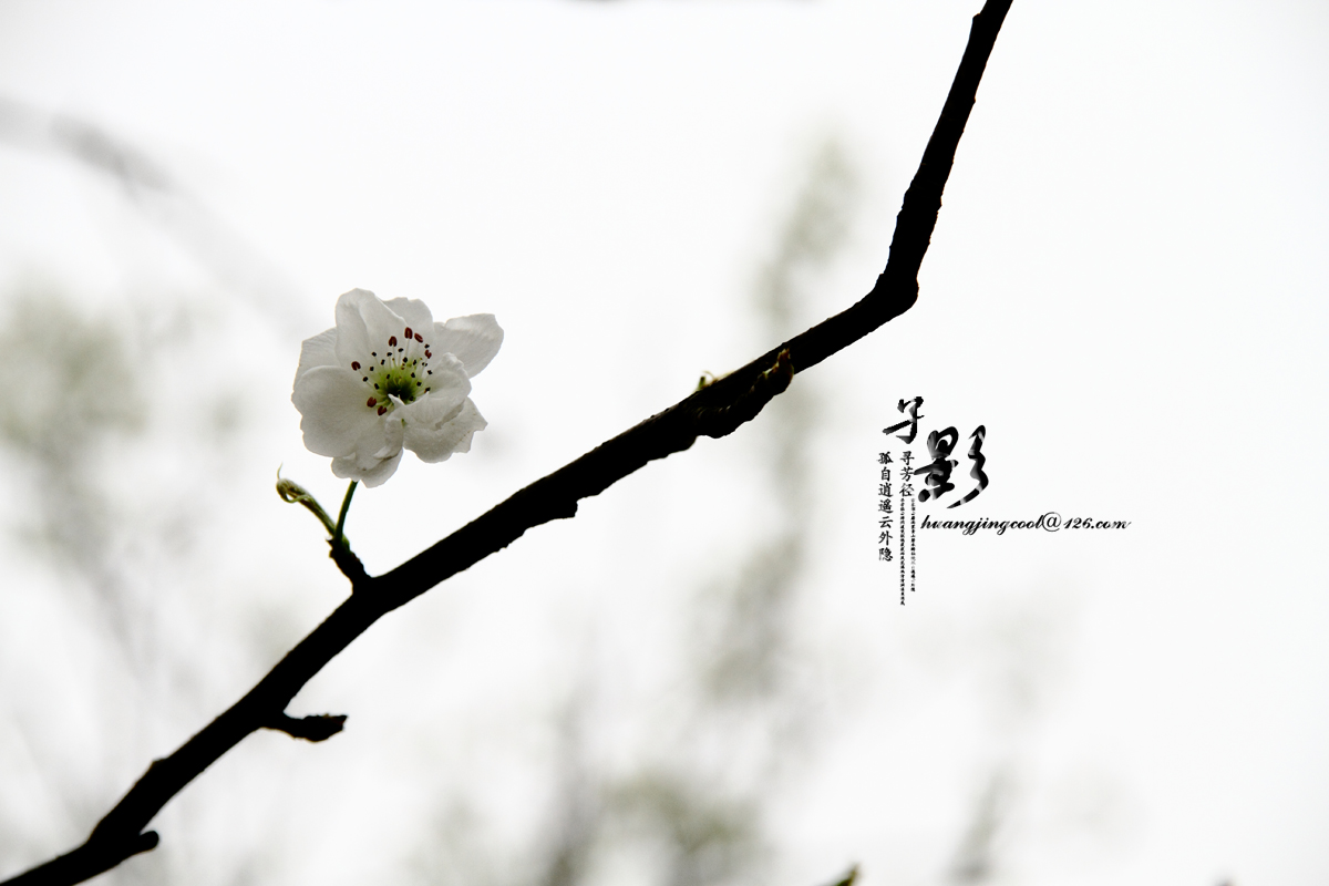 一树梨花224 / 作者:火蓝 / 帖子ID:12380