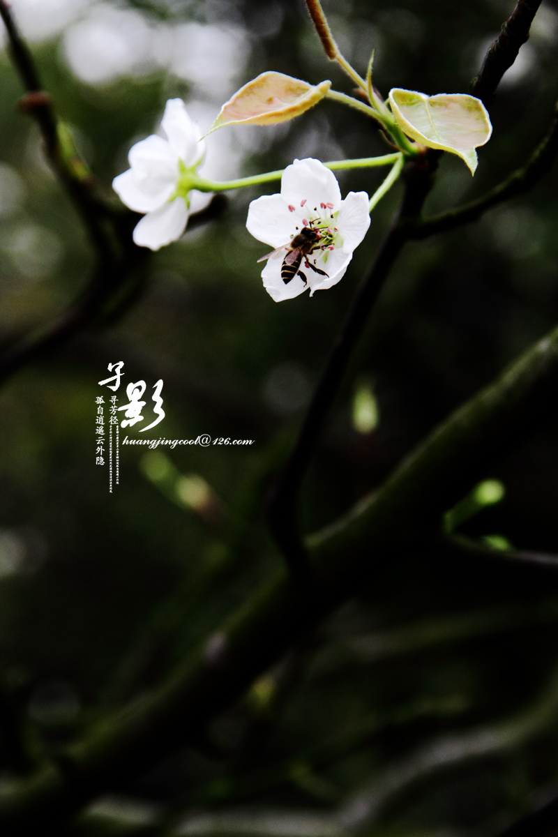 一树梨花565 / 作者:火蓝 / 帖子ID:12380