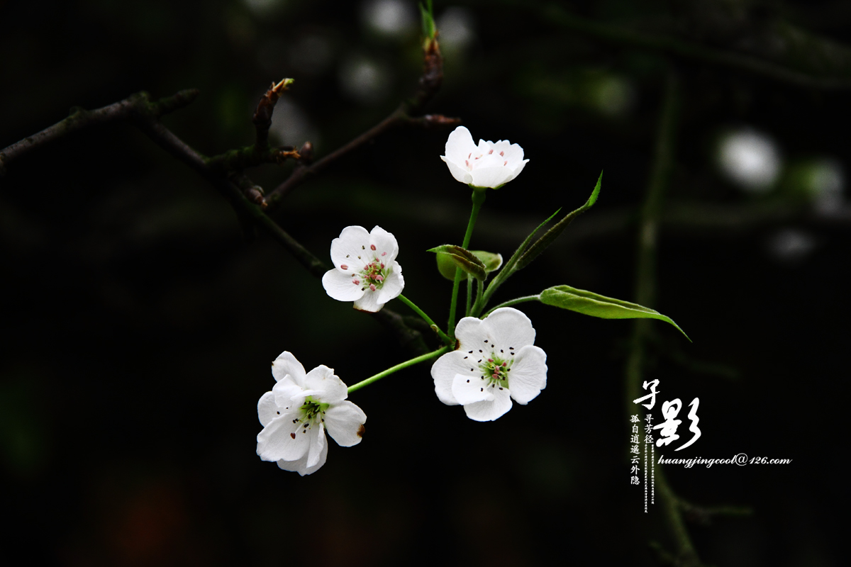 一树梨花430 / 作者:火蓝 / 帖子ID:12380