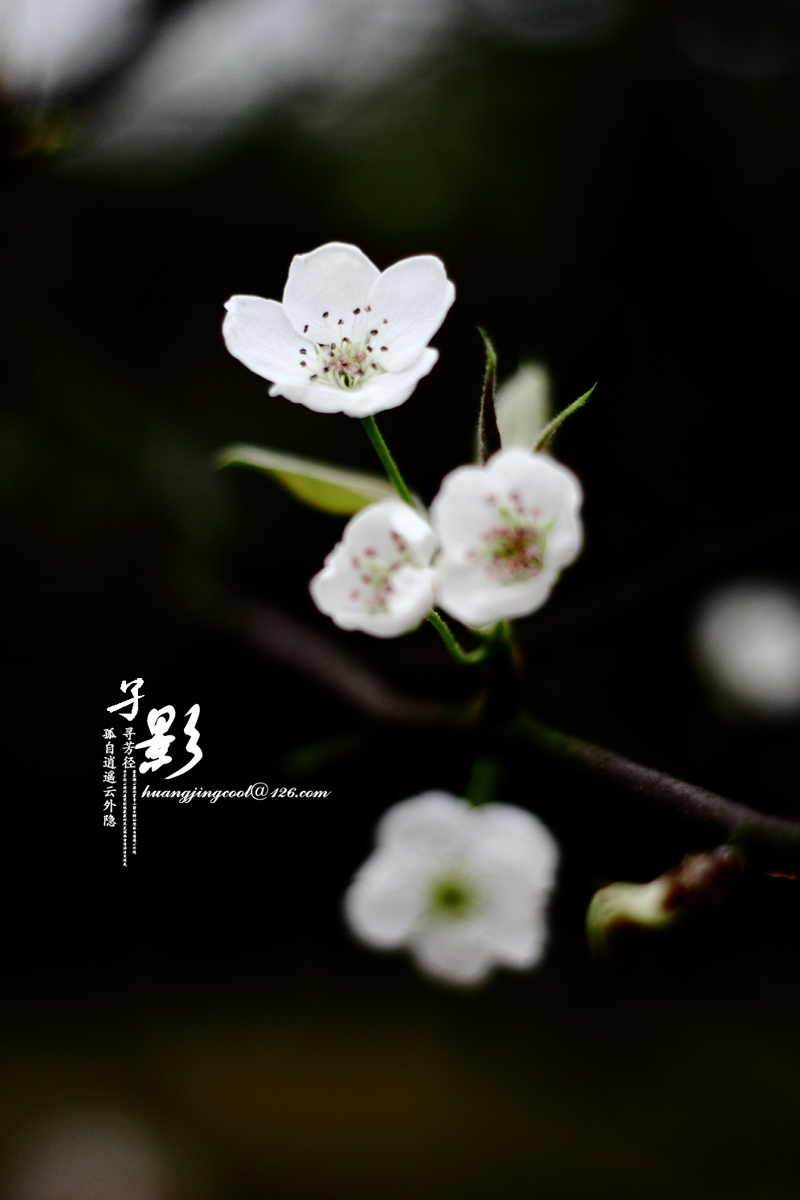 一树梨花328 / 作者:火蓝 / 帖子ID:12380