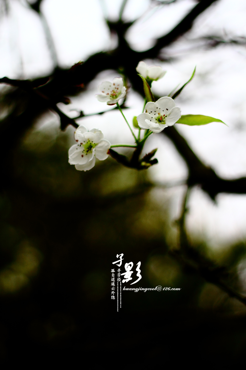 一树梨花572 / 作者:火蓝 / 帖子ID:12380