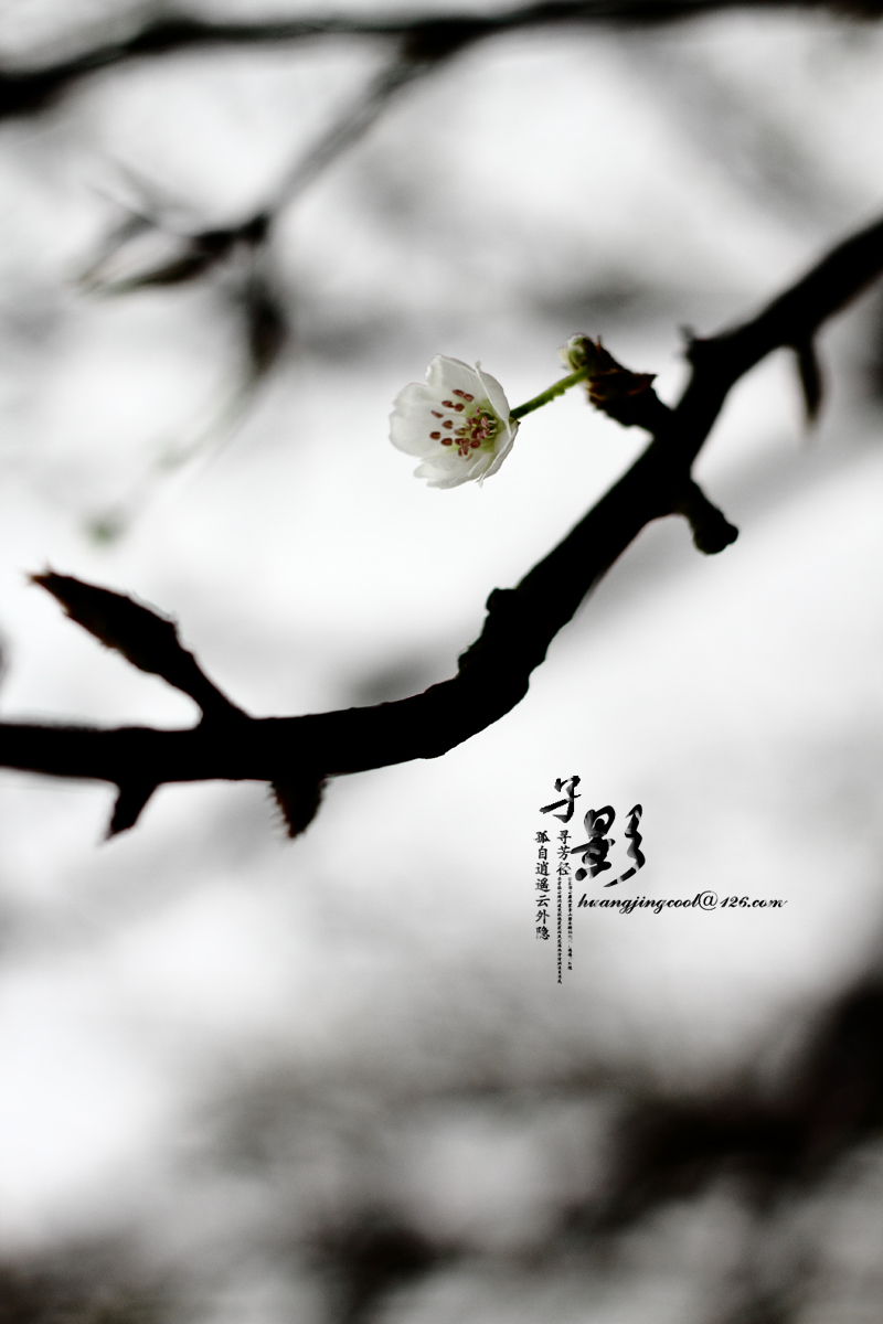 一树梨花307 / 作者:火蓝 / 帖子ID:12380