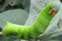 广工大饭堂一份青菜吃出76条菜虫?79 / 作者:平心静气 / 帖子ID:12379