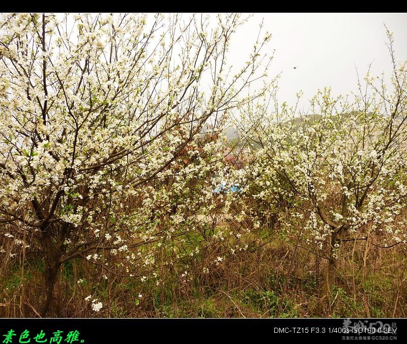 为何桃花节与油茶节同一天举办？361 / 作者:平安大叔 / 帖子ID:12504