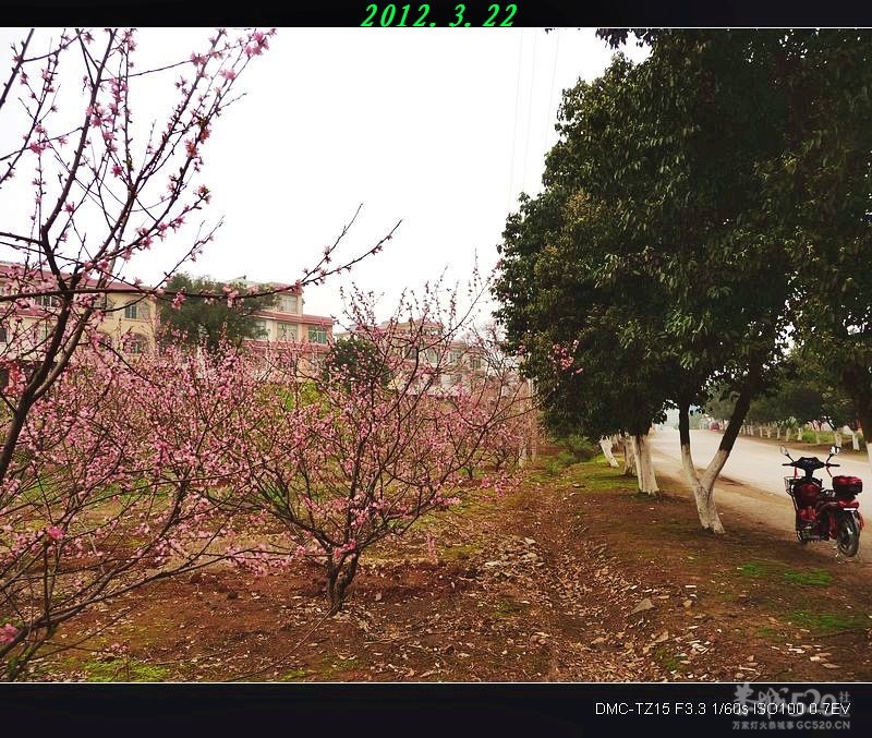 为何桃花节与油茶节同一天举办？855 / 作者:平安大叔 / 帖子ID:12504