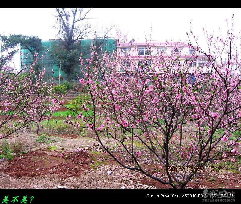 为何桃花节与油茶节同一天举办？625 / 作者:平安大叔 / 帖子ID:12504